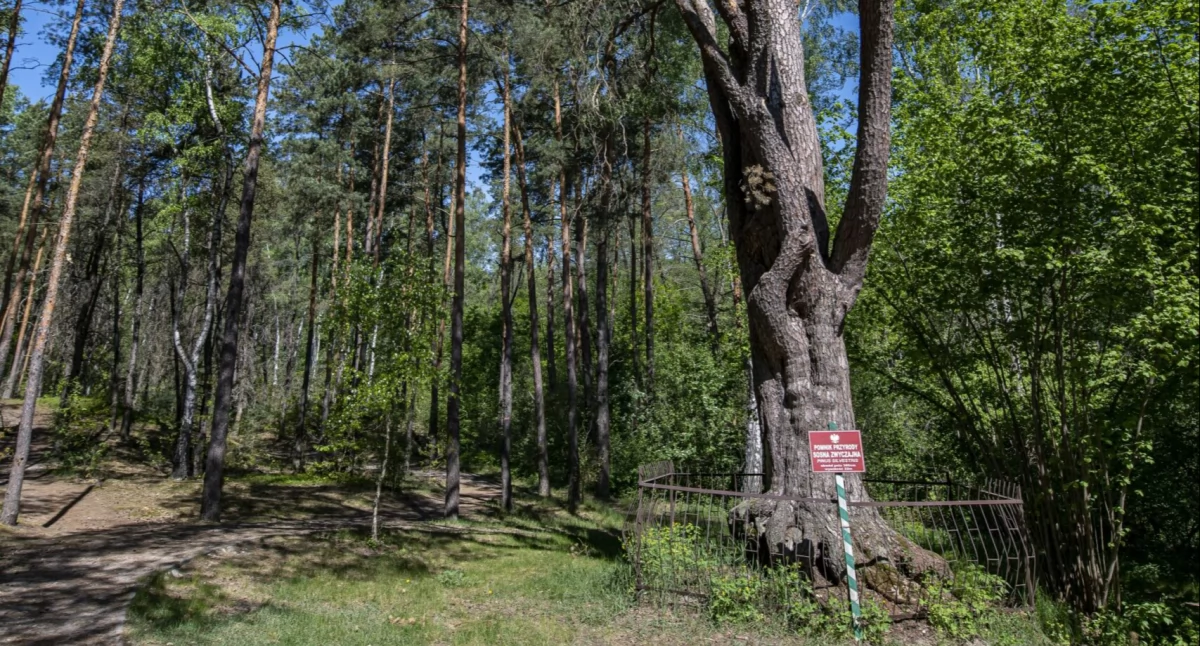Wszebora - pomnik przyrody. 100 metrów od tego miejsca miałaby przebiegać obwodnica