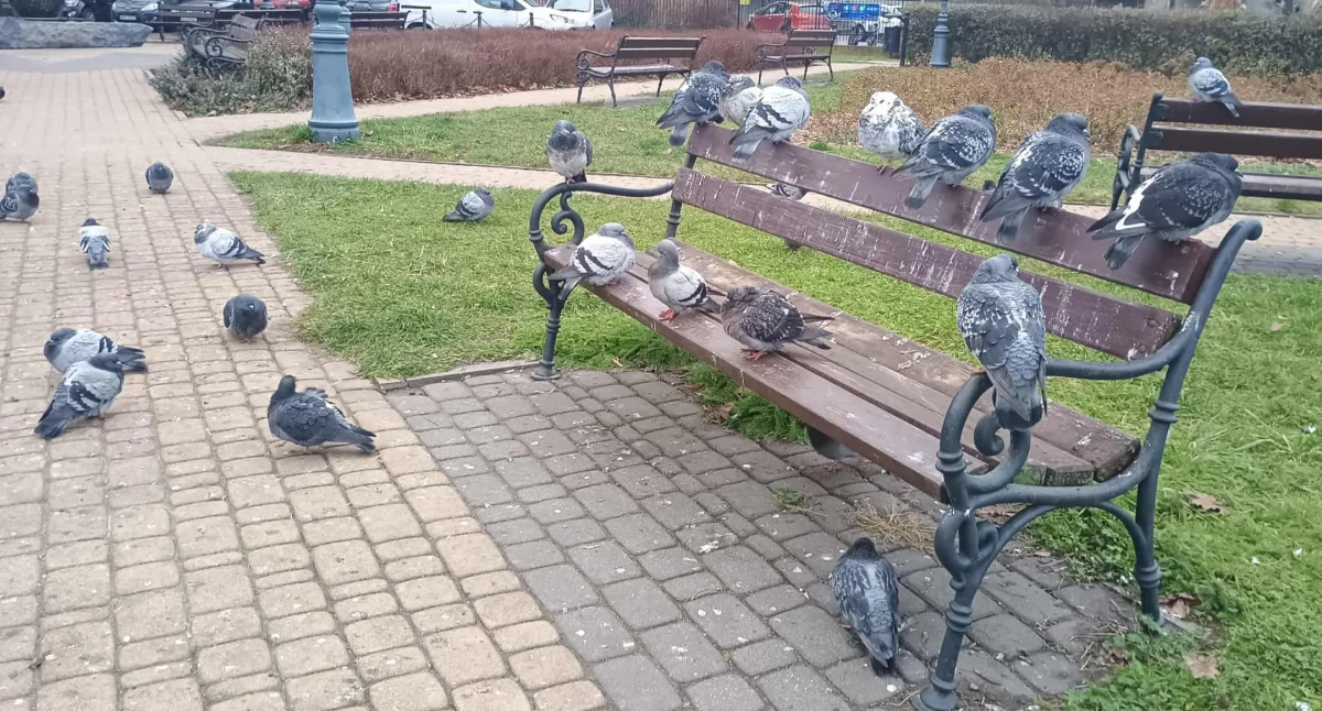 Gołębie okupują ławki na Skwerze Pamięci Ofiar Zbrodni Katyńskiej. Fot. EZ  