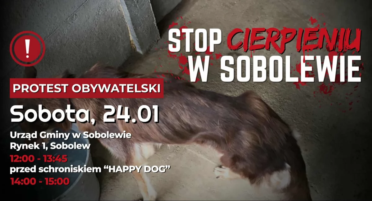 Zwierzęta, Będą protestować schroniskiem Sobolewie! - zdjęcie, fotografia