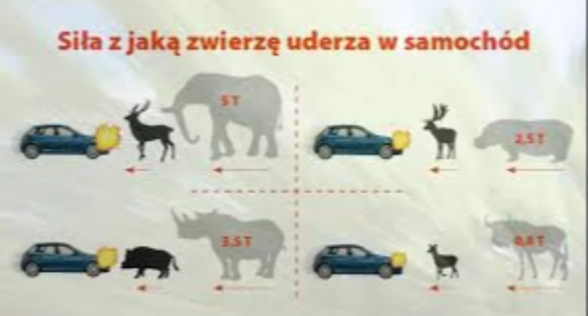 Uwaga na dzikie zwierzęta na drogach. Policja apeluje do kierowców o ostrożność - grafika: Policja Siedlce