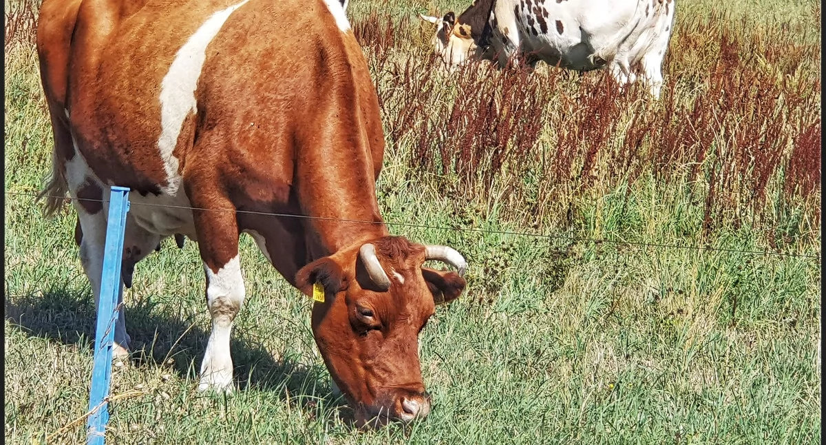 22 lata Polski w Unii Europejskiej. Wieś się zmieniła, rolnictwo przyspieszyło - fot. Aga Król