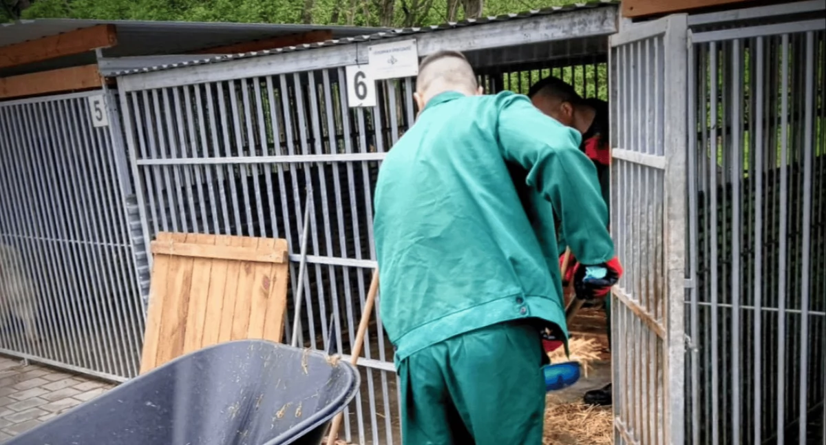 Osadzeni z siedleckiego więzienia porządkowali schronisko dla psów w Sokołowie Podlaskim