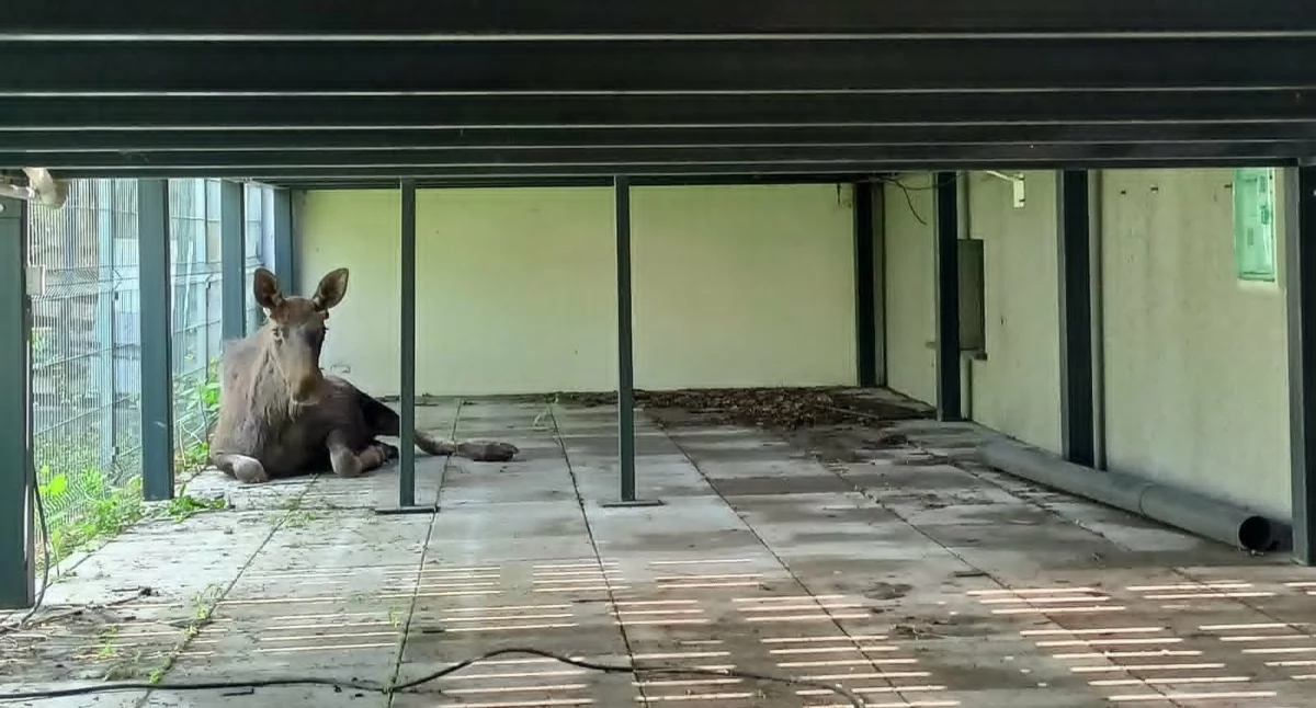 Łoś zaklinował się pod tarasem. Fot. Aga Król 