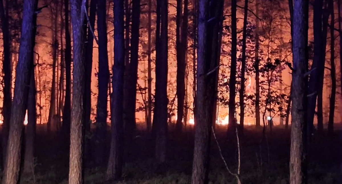 Ponad 100 hektarów lasu w ogniu. Trwa jedna z największych akcji gaśniczych na Mazowszu - fot. ak