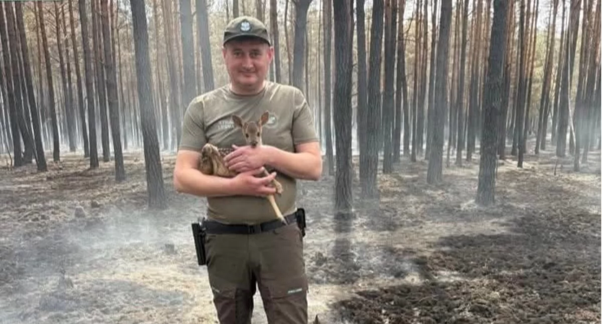 Po wielkim pożarze w powiecie mińskim znaleźli osierocone koźlę. Matka nie przeżyła - fot. Lasy Państwowe Warszawa