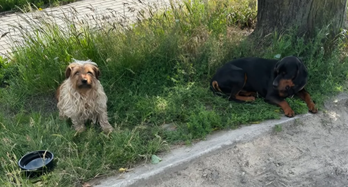 Psy są zestresowane i zagubione, czyja zguba?