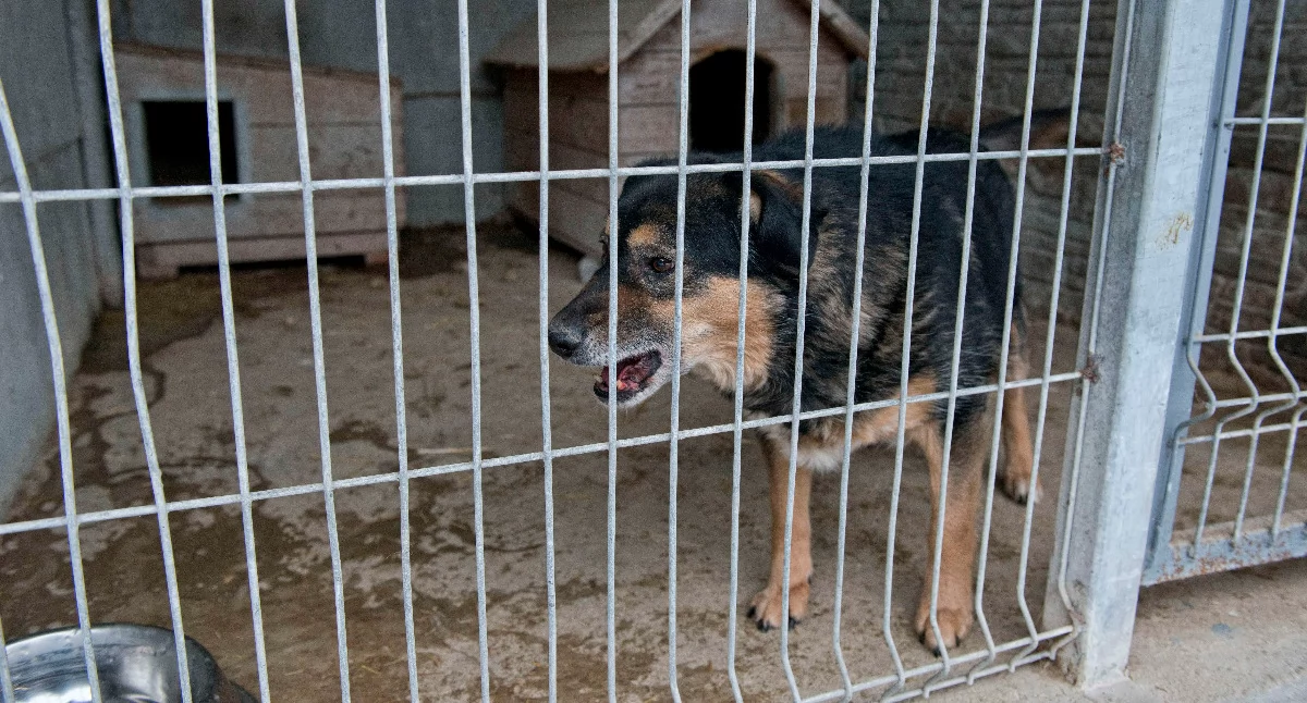 Zaniedbane i chore psy na posesji pod Garwolinem. Właścicielce grozi do 5 lat więzienia - zdjęcie poglądowe - fot. Aga Król