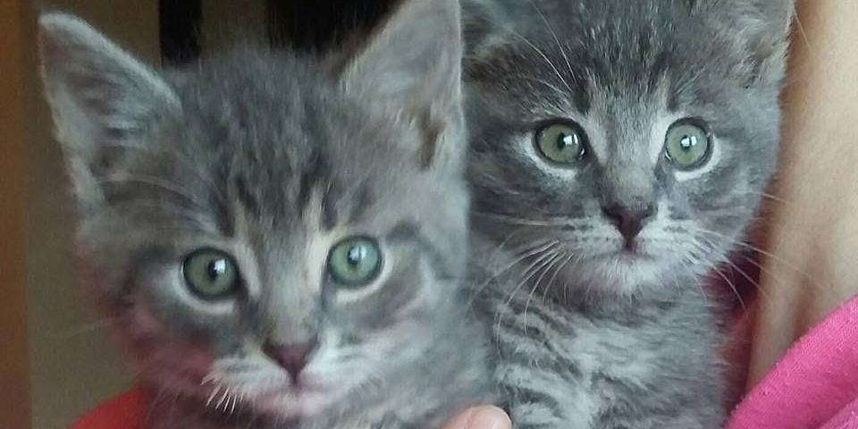 kotki - fot. s