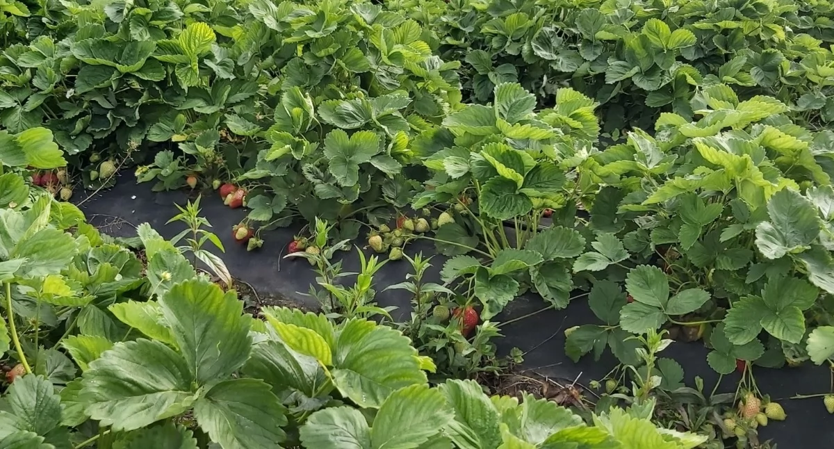 Promocja, Najgroźniejsze szkodniki porzeczek malin truskawek chronić plantacje jagodowe - zdjęcie, fotografia