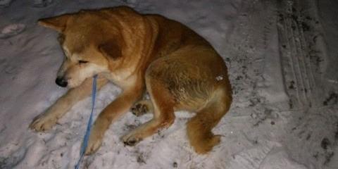 Akita - fot. d
