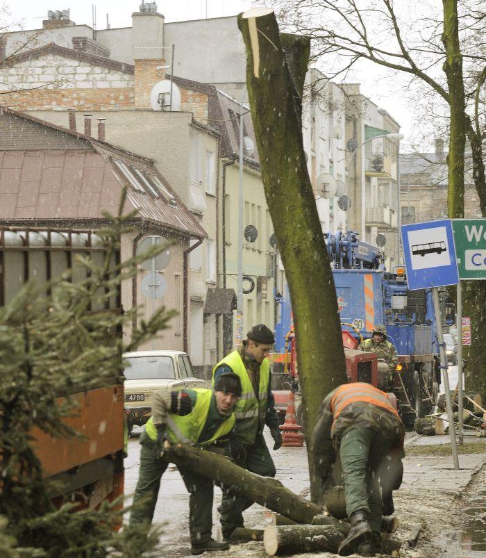 Wycinanie drzew na ul. 10 Lutego w Siedlcach. Fot. Janusz Mazurek - fot. 