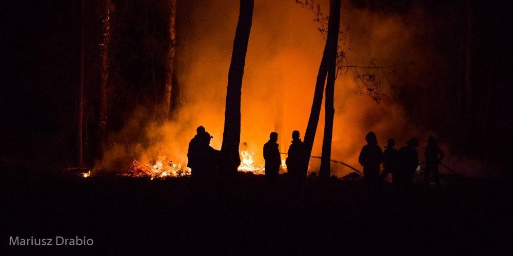 Lasek Podsekulski okolice ulicy Leśnej i Grzybowej. - fot. MD