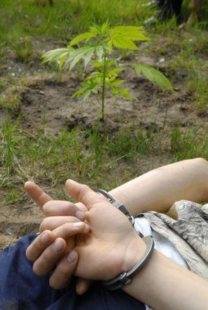 Nielegalne uprawianie roślin narkotycznych ma zazwyczaj jeden finał... - fot. 