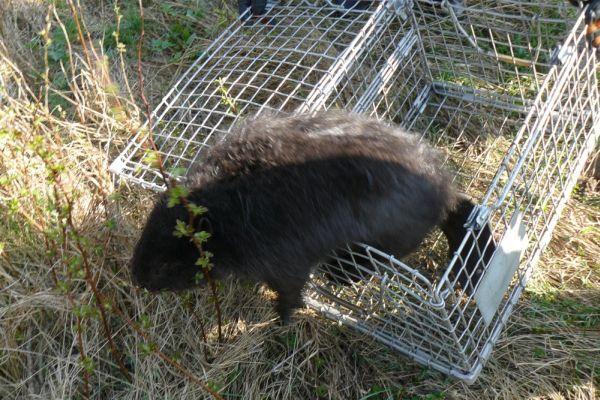 Bóbr odzyskuje wolność... Fot. KPP Sokołów Podl. - fot. 