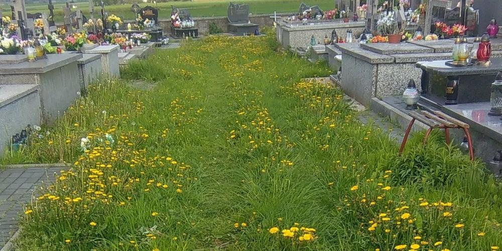 Zarośnięte alejki między grobami na cmentarzu w Przesmykach. Fot. Oskar - fot. 
