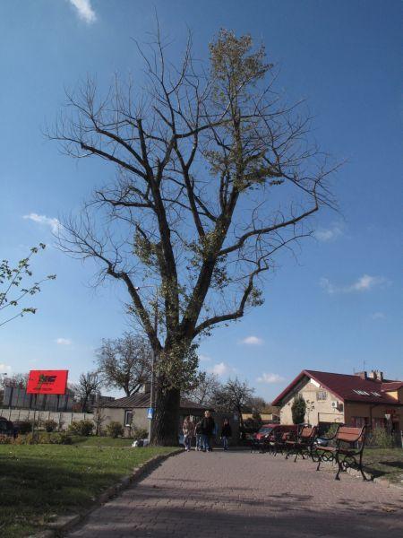 Topola , rosnąca obok sali 
