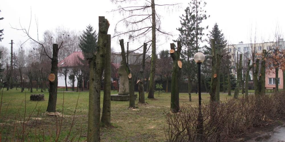 Jak gałęzie na drzewach odrosną, to kara zostanie umorzona. Fot. JJ - fot. 