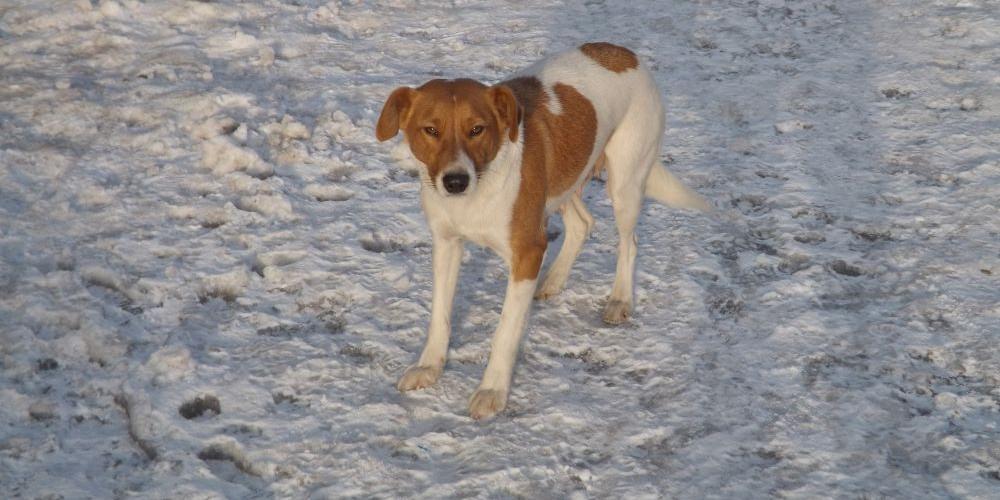 Piesek do adopcji - fot. UG Miedzna