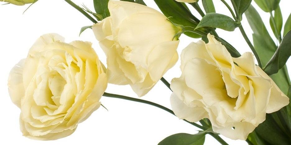Eustoma - fot. j