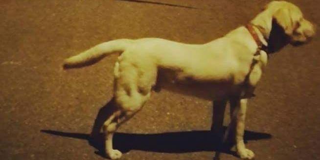 Zaginiony labrador - fot. s