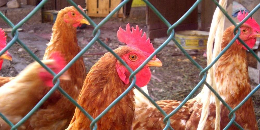 W łukowskiej podstrefie TSSE zostanie wybudowana wytwórnia paszy dla drobiu. Ludzie protestują, ale kury muszą przecież coś jeść... Fot. freeimages.com - fot. 