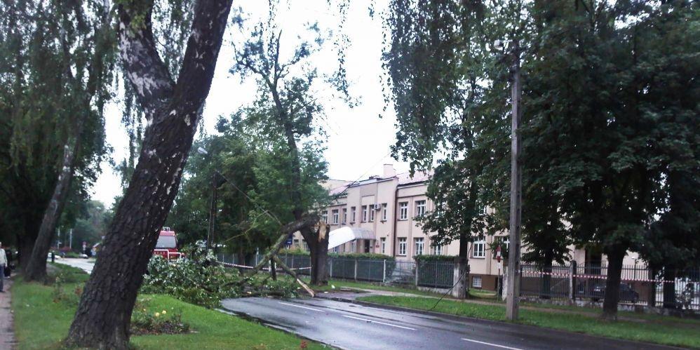 Powalone drzewo pod komendą sokołowskiej policji. Fot. Blawi - fot. 