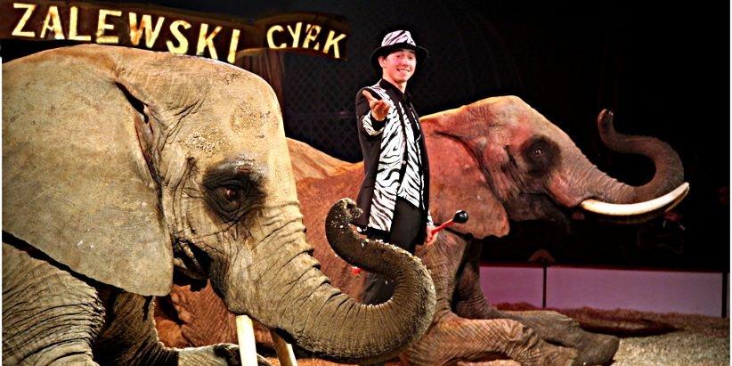 Gino Spindler - Niemcy - pokaz słoni afrykańskich. Fot. Cyrk Zalewski - fot. 