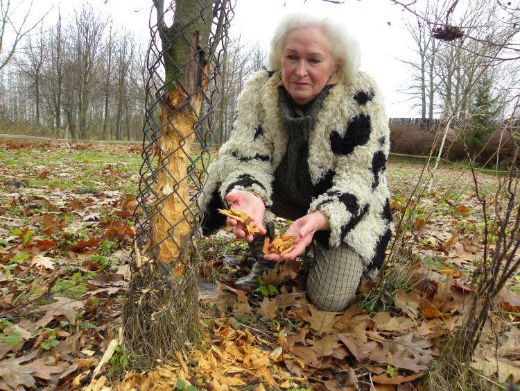 - Nie daję sobie rady z bobrami - przyznaje Janina Toczyłowska, właścicielka dworu w Paplinie, fot. Dariusz Kuziak.
 - fot. 