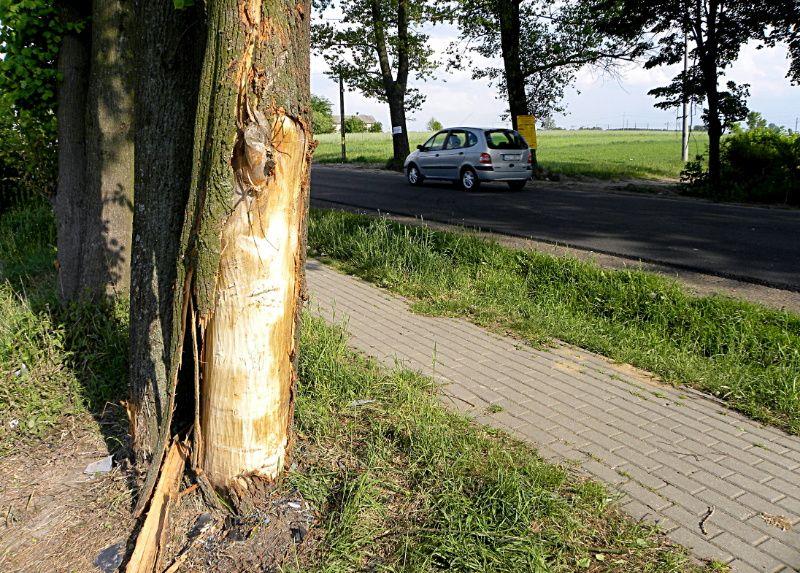 Drzewo, o które rozbiła się astra. Fot. PGL - fot. 