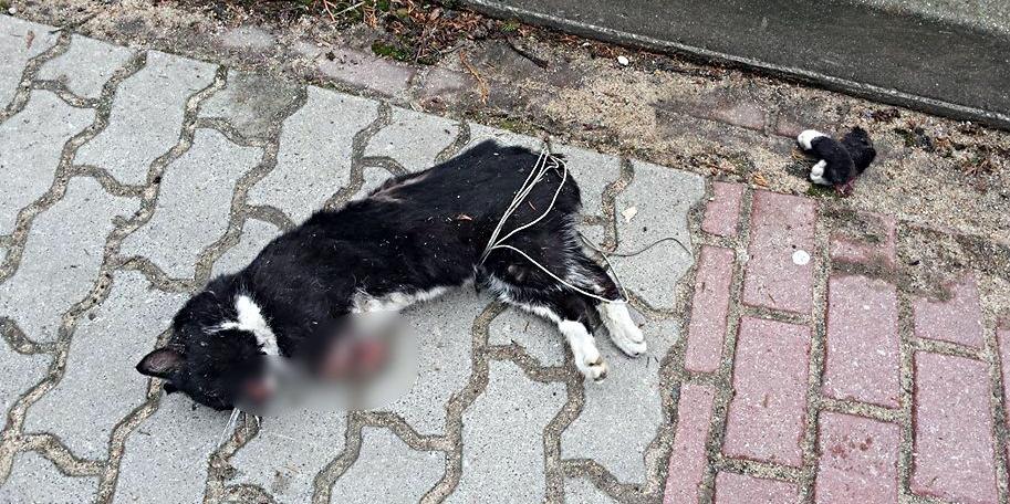Kot zamordowany na ul. Topolowej w Siedlcach. Fot. Z fejsbukowego profilu Olgi Kwaśniewskiej - fot. 