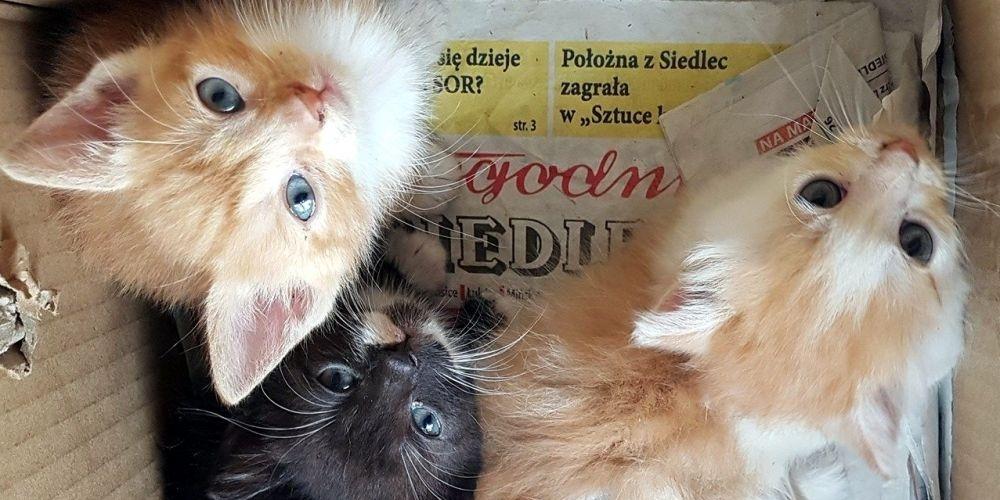 kotki - fot. fot. gabinet weterynaryjny Kameleon