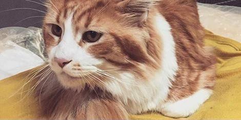 Kot rasy main coon (fot.Julia Pycka) - fot. 