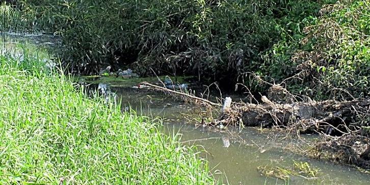 Zatory z gałęzi na Krznie i osadzone na nich śmieci spowalniają nurt rzeki. Fot. PGL - fot. 