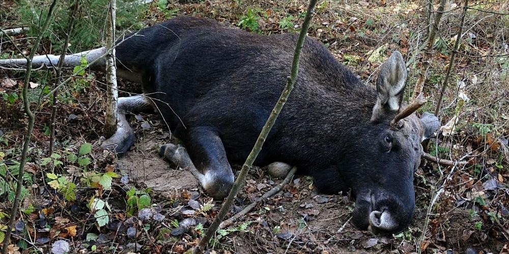 300-kilogramowy łoś złapany we wnyk w lesie nieopodal wsi Rusków. Fot. Arch. KPP w Łosicach - fot. 