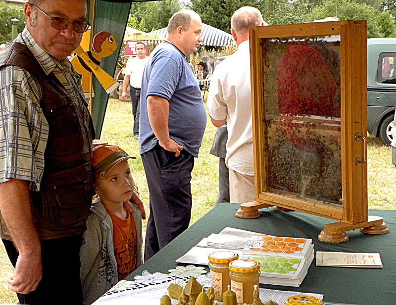 Na jednym ze stoisk, w specjalnej oszklonej ramie, można było zobaczyć, w jaki sposób pszczoły pracują w ulu. Fot. PGL - fot. 
