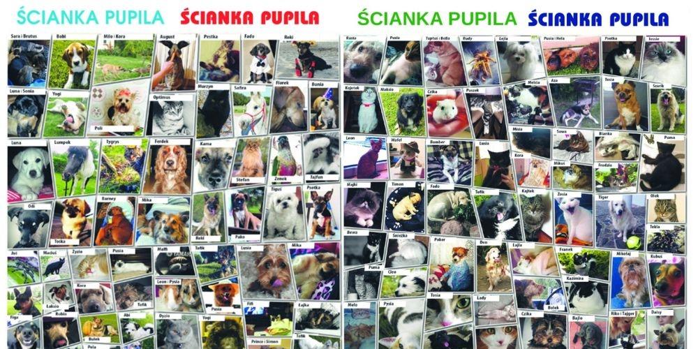 Ubiegłoroczna ścianka pupila - fot. d