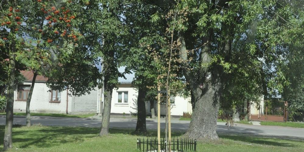 Dąb w Parysowie usycha. Mieszkańcy zastanawiają się, czy to z powodu nowego miejsca, czy też czyjejś złośliwości.  - fot. 