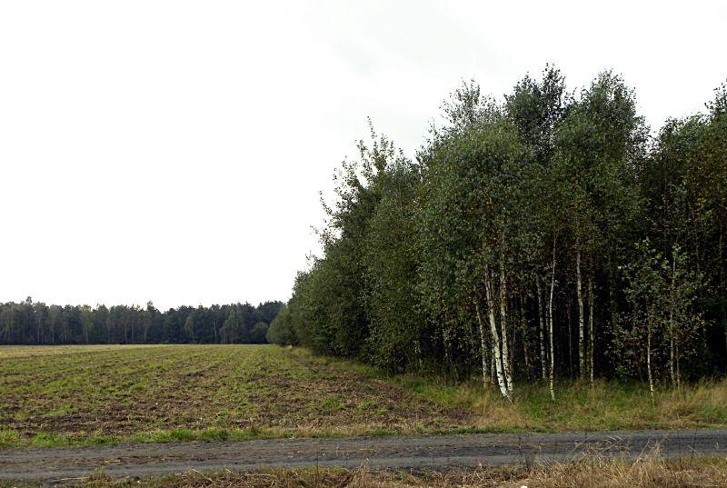 Sporne pole. Na gruncie kupionym przez Zbigniewa Kazanę do tego lata były prowadzone uprawy rolne. Na części Bogumiły Walo rośnie las. Fot. PGL - fot. 