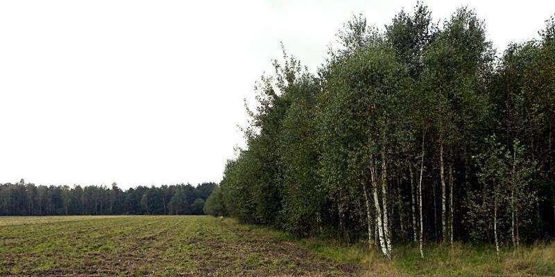 Zdjęcie podglądowe fot. PGL