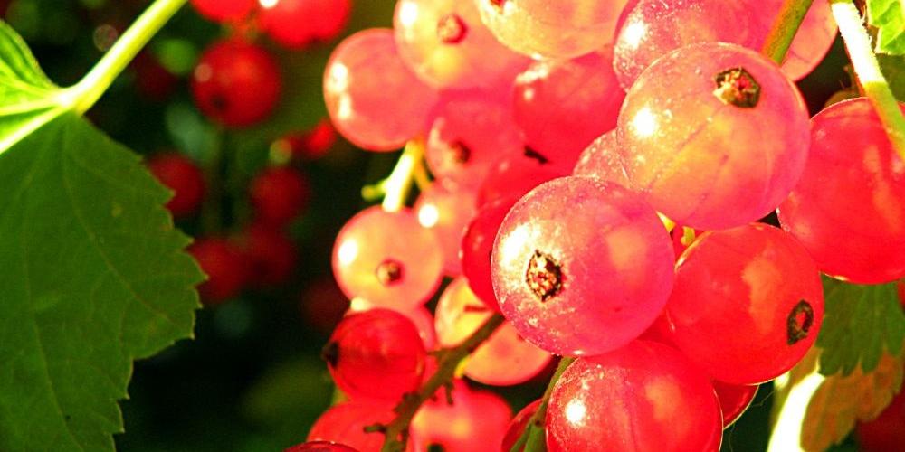 Zapowiada się ciężki rok dla producentów owoców miękkich? Fot. PGL - fot. 