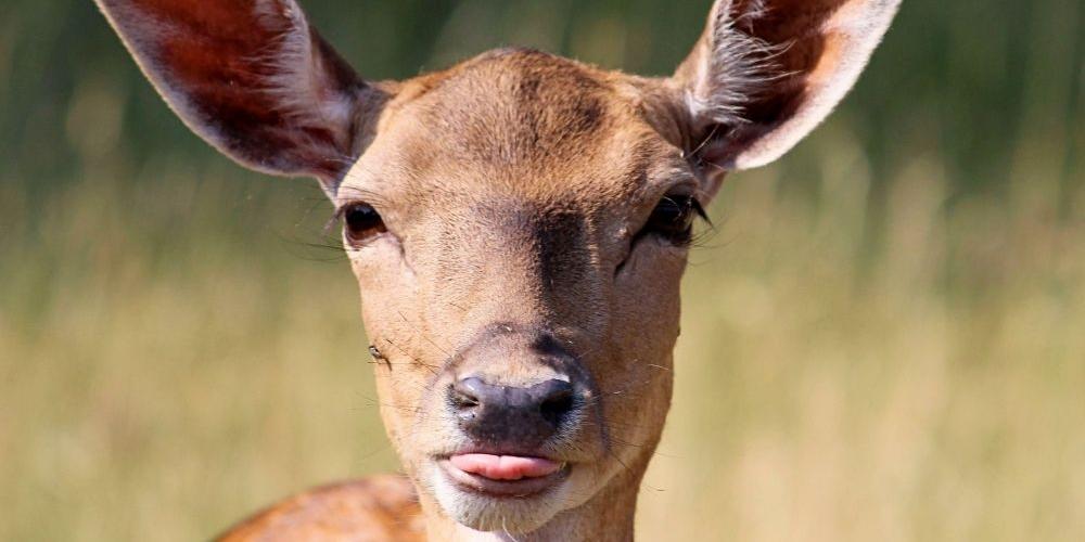 Uwaga na sarny! W Żelkowie wychodzą na drogę! Fotografia symboliczna. Fot. Hans Benn, pixabay.com - fot. Hans Benn, pixabay.com