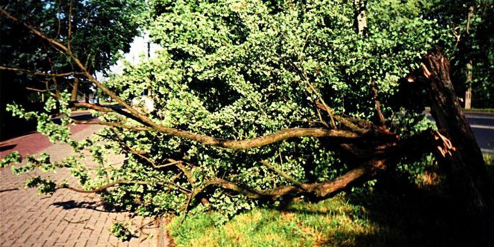 Połamane drzewa na ul. Warszawskiej zagrażają pieszym i korzystającym ze ścieżek rowerowych. Fot. Czytelnik - fot. 