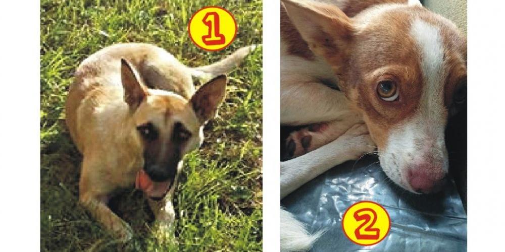 Suczki przeznaczone do adopcji. Fot. Arch. pryw. - fot. 