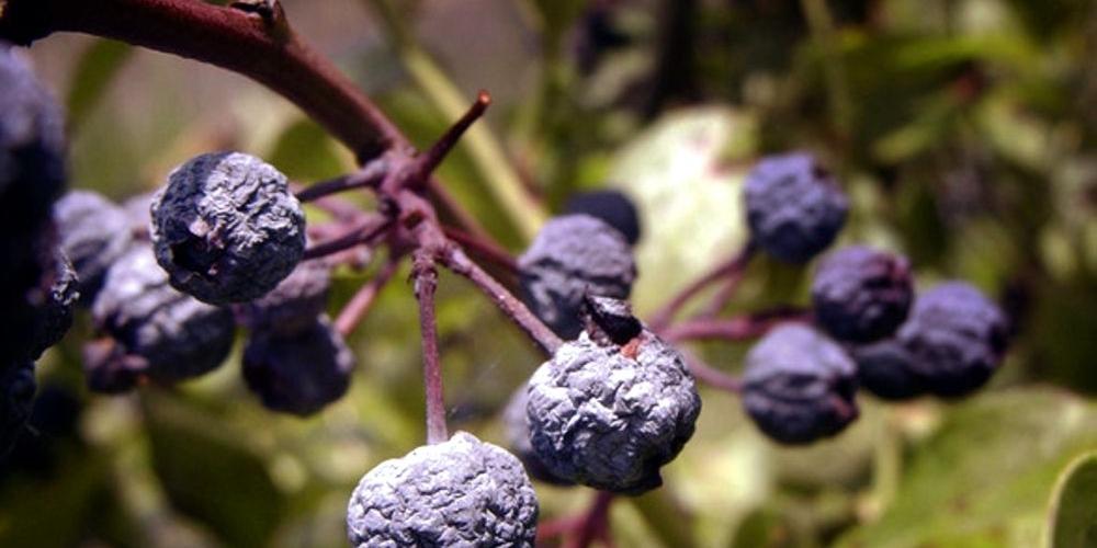 W tym roku ryzyko nie opłaciło się. Na nieubezpieczonych plantacjach wyschły rolnikom uprawy, a dotacje suszowe dla nieubezpieczonych są drastycznie niskie. Fot. Martin Bonnie freeimages.com - fot. 