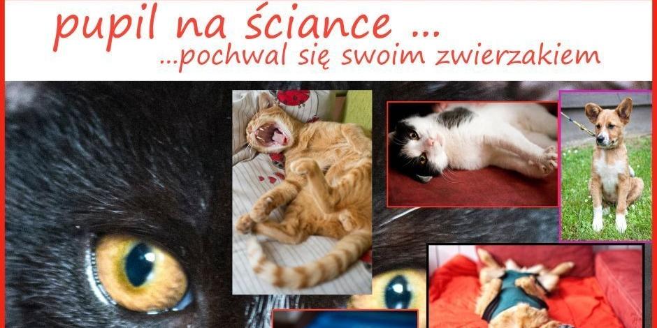 Ścianka Pupila fot. Aga Król