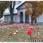 zdjęcie nr 18
