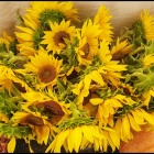 zdjęcie nr 20
