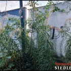 zdjęcie nr 41