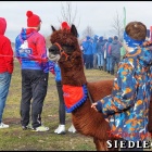 zdjęcie nr 12