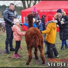 zdjęcie nr 30
